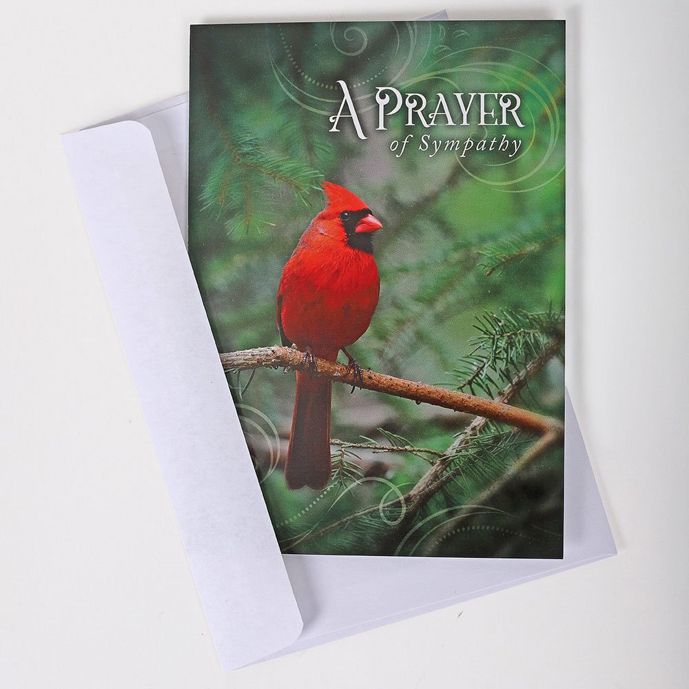 All Occasion Cards - Feathered Friends 12Ct Boxed Set KJV - Image 9